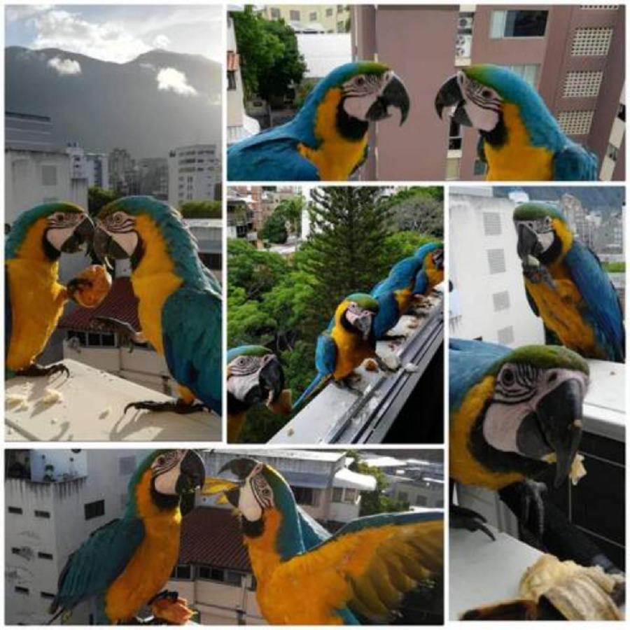 Apartosuite Sabana Grande Caracas Zewnętrze zdjęcie